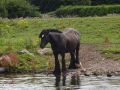 Horse  (2)