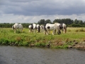 Horses (1)