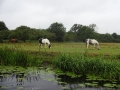 Horses near Barrow (1)