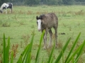 Horses near Barrow (2)
