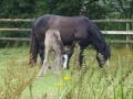 Horses near Barrow (3)