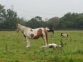 Horses near Barrow (5)