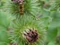 Hover Fly Syrphus ribesii (2)