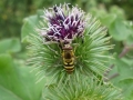 Hover Fly Syrphus ribesii (3)