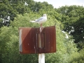 Juvenile Black Headed gull (1)