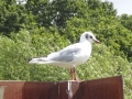 Juvenile Black Headed gull (2)