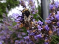 Lavender (1)