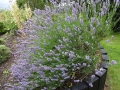 Lavender (2)