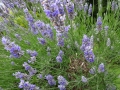 Lavender (3)