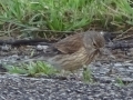 Linnet (1)