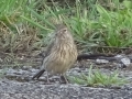 Linnet (2)