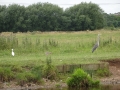 Little Egret and Heron - Copy