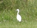 Little Egret and Heron