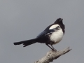 Magpie (1)