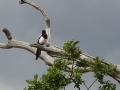 Magpie (2)