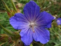 Meadow Cranesbill (1)