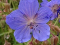 Meadow Cranesbill (2)