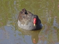 Moorhen (1)