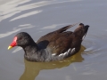 Moorhen (2)