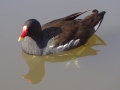 Moorhen (3)
