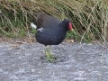 Moorhen