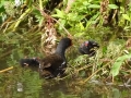 Moorhens (1)
