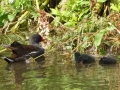 Moorhens (3)