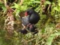Moorhens (7)
