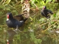 Moorhens (8)