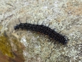 Peacock Butterfly Caterpillar