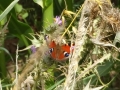Peacock Butterfly
