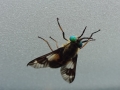 Picture Winged Fly (1)