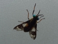Picture Winged Fly (3)