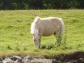 Pony (1)