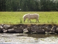 Pony (2)