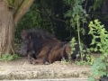 Pony at Pillings (1)
