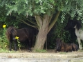 Pony at Pillings (2)