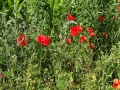 Poppies