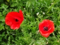 Poppies
