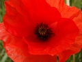 Poppy