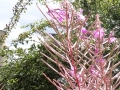 Rosebay Willowherb (1)
