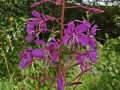Rosebay Willowherb (2)