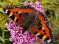 Small Tortoiseshell (1)