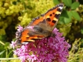 Small Tortoiseshell (2)