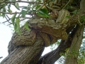 Snake Tree (1) - Copy