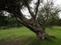 Snake Tree (2) - Copy
