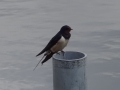 Swallow