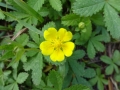 Swamp Buttercup (1)