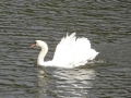 Swan