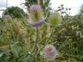 Teasel